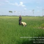 Cegah Gulma Menyerang Padi Varietas Ciherang