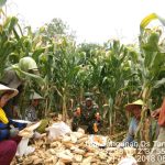 Petani Desa Tangunan Panen Jagung Hibrida Pioneer-21 Capai 8,3 Ton per Hektar