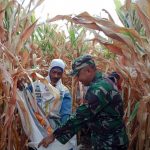 Babinsa Kutorejo Ikut Petani Panen Jagung Hibrida BISI-18