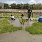Babinsa Koramil 0811/15 Jenu Bantu Petani Siapkan Benih Padi