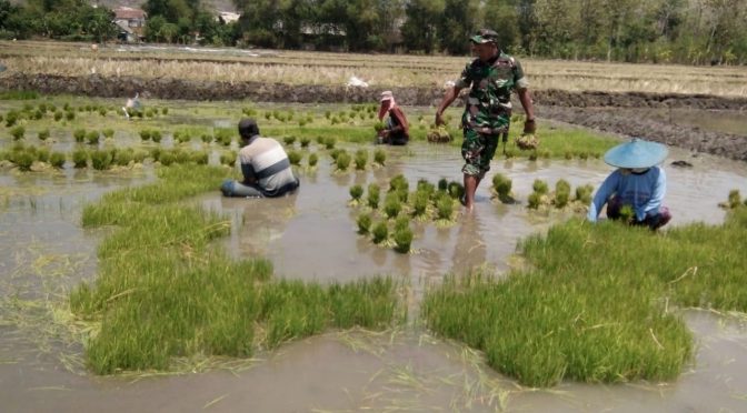 Babinsa Koramil 0811/15 Jenu Bantu Petani Siapkan Benih Padi