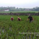 Petani Dibantu Babinsa Koramil 0815/12 Ngoro Bersihkan Gulma Padi