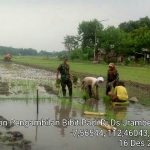 Babinsa Jrambe Bantu Petani Tanam Padi Ciherang