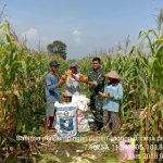 Panen Jagung Hibrida BISI-18 di Desa Pohkecik Mencapai 7,7 Ton per Hektar
