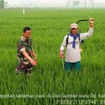 Begini Cara Petani dan Babinsa Koramil 0815/12 Ngoro Mengatasi Gulma