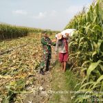 Panen Jagung Hibrida BISI-18 Capai 8,6 Ton Per Hektar