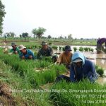Petani Tanam Padi Ciherang Dibantu Babinsa Koramil 0815/08 Dawarblandong