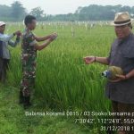 Ini Alat Tradisional Cegah Serangan Hama Burung yang Dipakai Petani