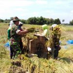Babinsa Koramil 0811/02 Palang Bantu Petani Panen Padi IR 64