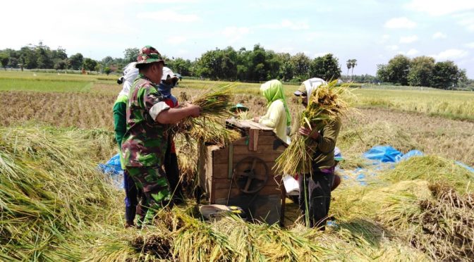 Babinsa Koramil 0811/02 Palang Bantu Petani Panen Padi IR 64