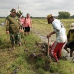 Petani Basmi Hama Tikus