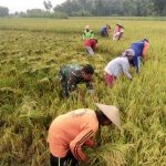 Pendampingan Babinsa Menguntungan Petani di Lamongan