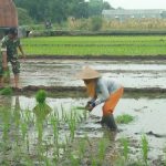 Babinsa Kranggan Koramil 0815/01 Bantu Petani Tanam Padi﻿