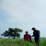 Babinsa Dawarblandong Kawal Upsus Swasembada Pangan﻿