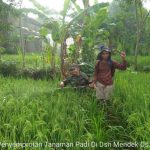 Babinsa Koramil 0815/12 Ngoro Upsus Ketahanan Pangan