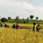 Jelang Panen, Harga Gabah Kering di Kemlagi Rp 4.600 Per Kilogram