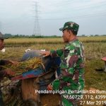Petani Jatirejo Panen Padi Ciherang 8 Ton Per Hektar