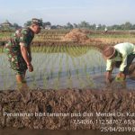 Babinsa 0815/12 Ngoro Dampingi Petani Desa Kutogirang Tanam Padi Situ Bagendit