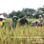 Harga Gabah Kering Panen di Jetis Mojokerto Rp 3.500 per Kilogram