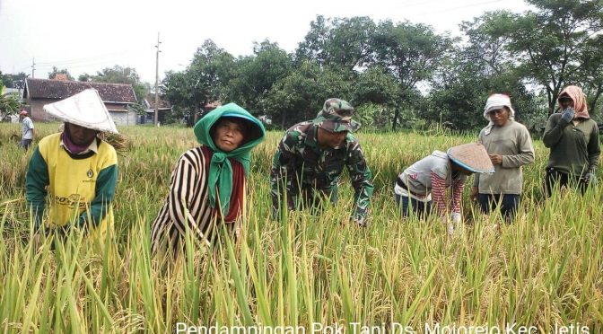 Harga Gabah Kering Panen di Jetis Mojokerto Rp 3.500 per Kilogram