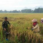 Padi varietas Situbagendit Menghasilkan Panen 7,7 Ton Per Hektar