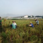 Petani Windurejo Panen Padi Ciherang 7 Ton per Hektar