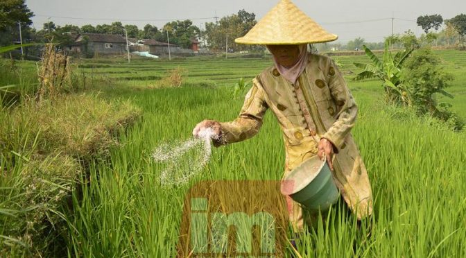 Pertumbuhan Konsumsi Pupuk di Tahun 2019