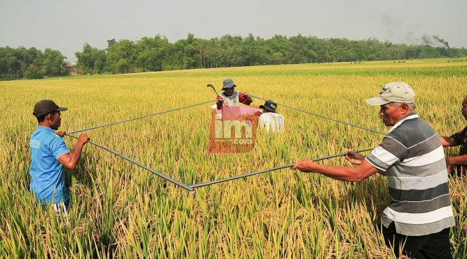 Petani Desa Sumengko, Panen Raya Padi Inpari 32