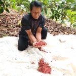 Petani Kopi di Mojokerto Terkendala Pengolahan Pasca Panen