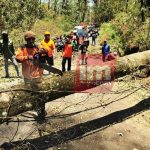 Angin Kencang Menerjang, Puluhan Pohon Tumbang di Jalur Pacet – Kota Batu
