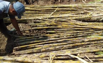 Tebu Klon Mojo 01 Varietas Unggul untuk Mendukung Swasembada Kabupaten Mojokerto Tebu Klon Mojo 01 Varietas Unggul untuk Mendukung Swasembada Kabupaten Mojokerto