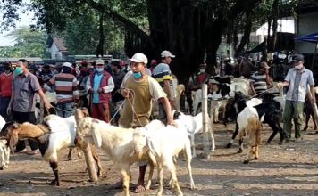Harga Hewan Kurban di Mojokerto Naik 50 Persen, Kambing Paling Laris