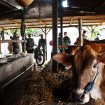 Penggemukan Sapi Kodim 0812/Lamongan