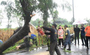 Temui Kejadian Pohon Tumbang di Jalan, Bupati Ikfina Langsung Lakukan Ini