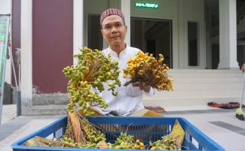 Kurma Muda Berkhasiat Untuk Pasutri di Mojokerto, Panen Ke-25 Antre Pemesan Sampai 500 Orang