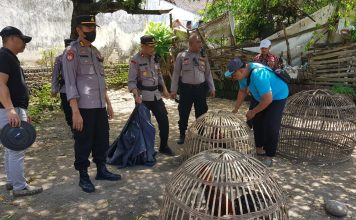 Polsek Trowulan Gerebek Arena Judi Ayam di Dua Desa, Kades Temon Protes