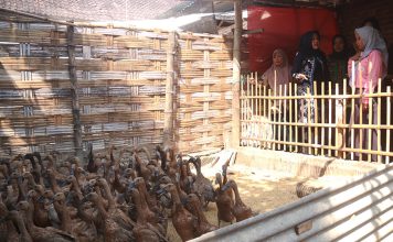 Puluhan Peternak Kabupaten Mojokerto Dapat Bantuan Itik dan Pakan