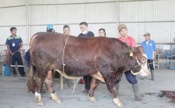 Idul Adha 1444 H, PT PRIA Bagikan Daging Sapi Kurban ke Karyawan dan Warga