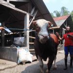 Sapi jenis Simental di kandang milik M Khoirul Amin di Desa Dempok, Kecamatan Diwek, Jombang. IM.com/Karimatul Maslahah/