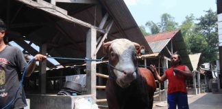 Sapi jenis Simental di kandang milik M Khoirul Amin di Desa Dempok, Kecamatan Diwek, Jombang. IM.com/Karimatul Maslahah/