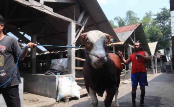 Sapi jenis Simental di kandang milik M Khoirul Amin di Desa Dempok, Kecamatan Diwek, Jombang. IM.com/Karimatul Maslahah/
