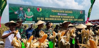 Pangdam V Brawijaya panen raya jagung di Modo Lamongan, Selasa (28/5/2024).