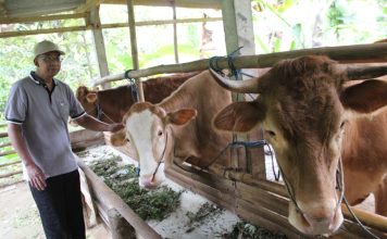 Gigih Bawono saat memberi makan sapi di kandang miliknya. IM.com/Karimatul Maslahah/