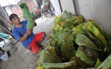 Talas beneng yang dijadikan tembakau alternatif non nikotin di Wonosalam, Jombang. IM.com/Karimatul Maslahah/