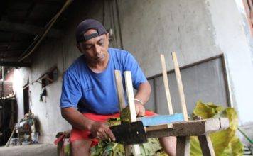 Talas beneng yang dijadikan tembakau alternatif non nikotin di Wonosalam, Jombang. IM.com/Karimatul Maslahah/