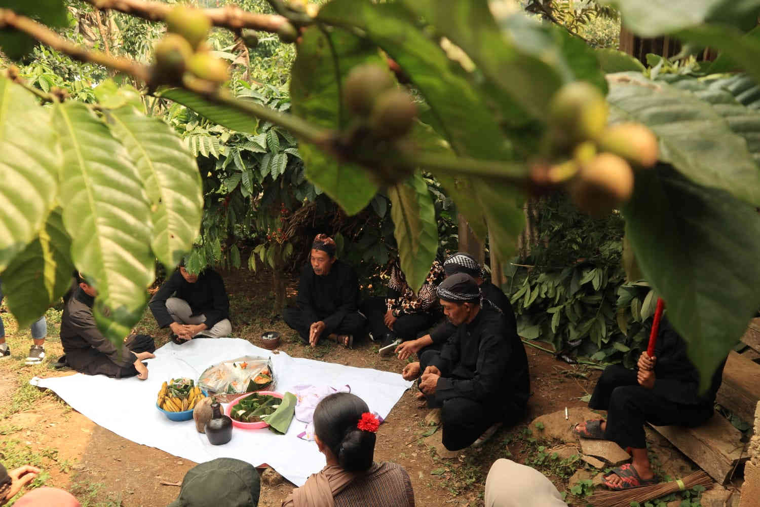 Ritual Wiwit Kopi di Kampung Adat Segunung Wonosalam. IM.com/Karimatul Maslahah/