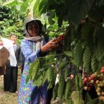 Petik kopi pada kegiatan Wiwit Kopi di kampung adat segunung Wonosalam. IM.com/Karimatul Maslahah/