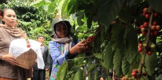 Petik kopi pada kegiatan Wiwit Kopi di kampung adat segunung Wonosalam. IM.com/Karimatul Maslahah/