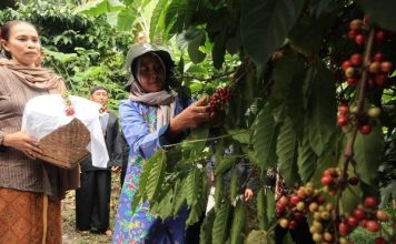 Petik kopi pada kegiatan Wiwit Kopi di kampung adat segunung Wonosalam. IM.com/Karimatul Maslahah/