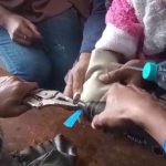 Proses pelepasan Ring baut yang masuk di jari manis bocah di Markas Damkar Kota Mojokerto, Senin (5/8/2024). IM.com/Erik/